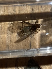 Hippoboscidae