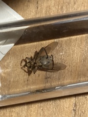 Hippoboscidae