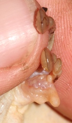 Sierra de Omoa Spikethumb Frog photo 2