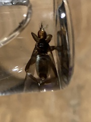 Hippoboscidae