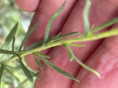 Artemisia dracunculus