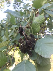 Alnus glutinosa