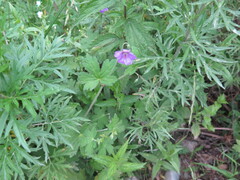 Geranium wlassovianum