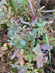 Hypericum virginicum