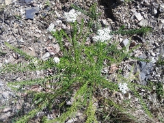 Ozothamnus diosmifolius
