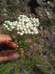 Ozothamnus diosmifolius