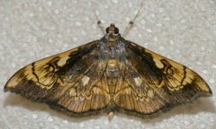 Pantographa acoetesalis