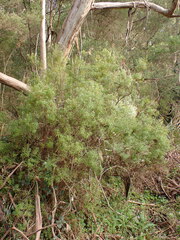 Leucopogon