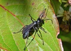 Arachnophroctonus