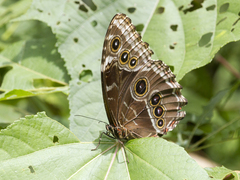 Morpho helenor