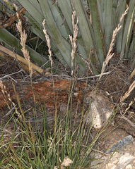 Tridens muticus muticus