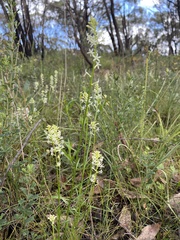 Stackhousia aspericocca