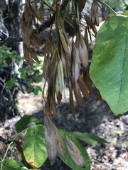 Fraxinus latifolia