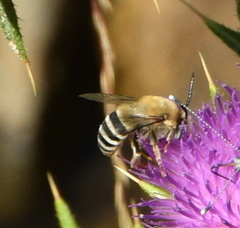Anthophora urbana