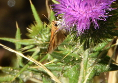 Ochlodes sylvanoides