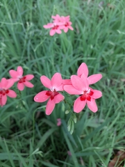 Freesia laxa