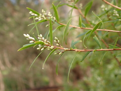 Leucopogon