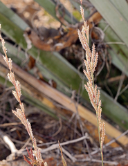 Tridens muticus muticus