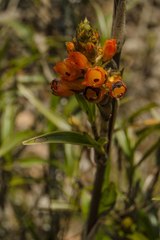 Elleanthus aurantiacus