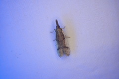 Peoria longipalpella