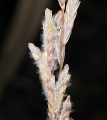 Tridens muticus muticus