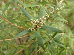 Leucopogon