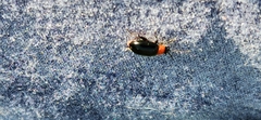 Chrysomelidae