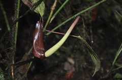 Anthurium kirkdukeorum
