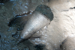 Telescopium telescopium