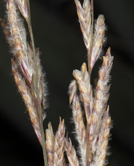 Tridens muticus muticus