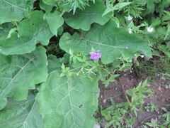 Geranium wlassovianum