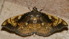Pantographa acoetesalis
