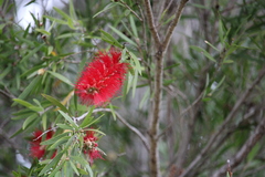 Melaleuca viminalis