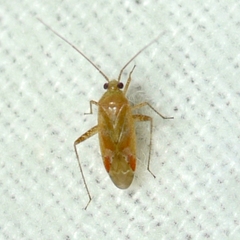 Phytocoris