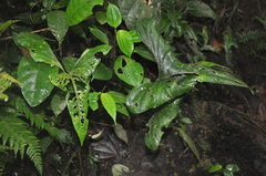 Anthurium kirkdukeorum