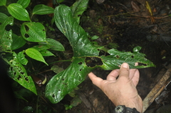 Anthurium kirkdukeorum