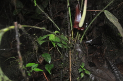 Anthurium kirkdukeorum