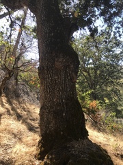 Quercus lobata