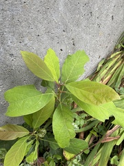 Persea americana