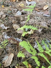 Dennstaedtia punctilobula