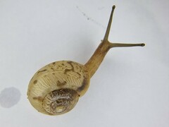 Chosenelix problematica