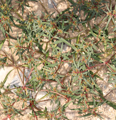 Euphorbia exstipulata