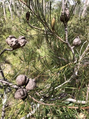 Hakea actites