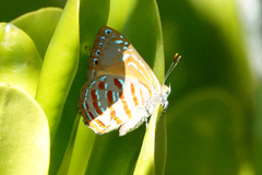 Hypochrysops apelles