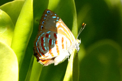 Hypochrysops apelles