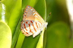 Hypochrysops apelles