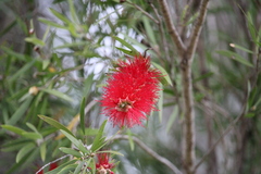 Melaleuca viminalis