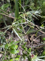 Clematis microphylla