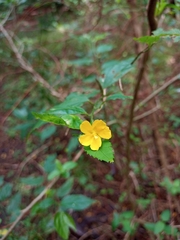 Pavonia sepium