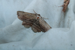 Lytrosis unitaria